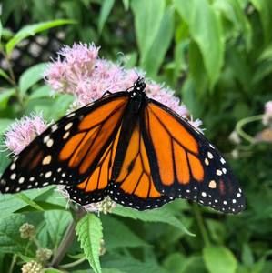 Meet your Posher, Joyce